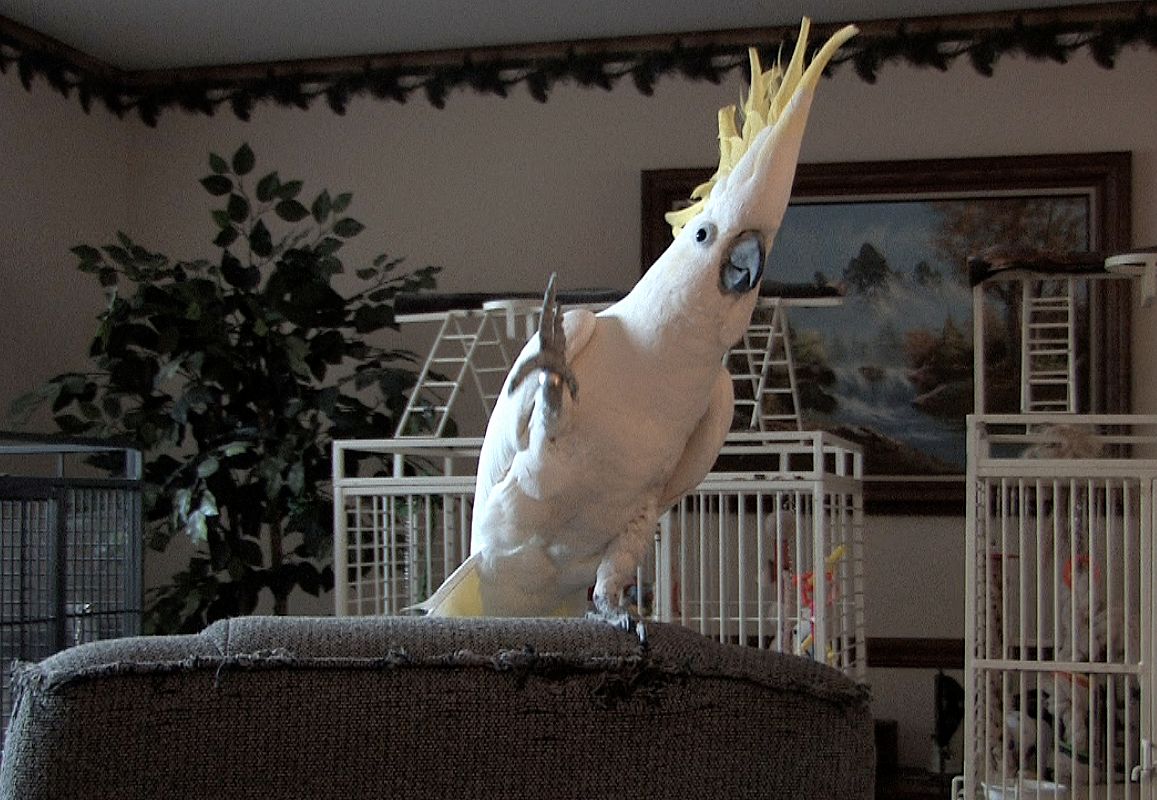 snowball-cockatoo