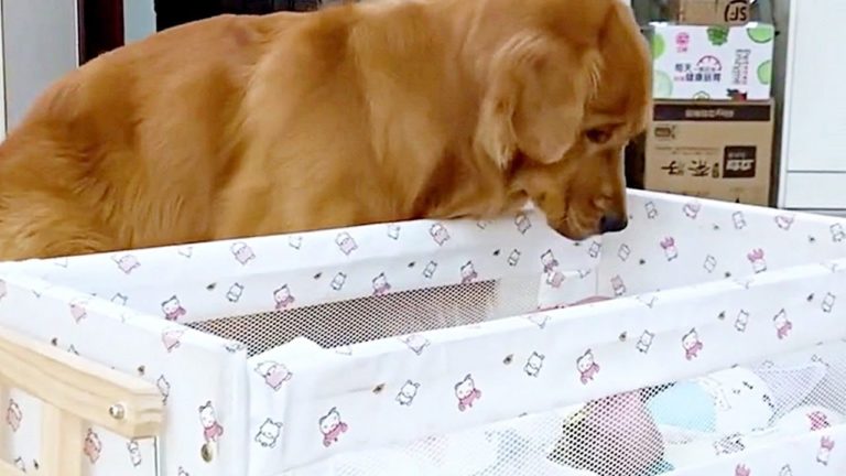 golden-retriever-babysit-human