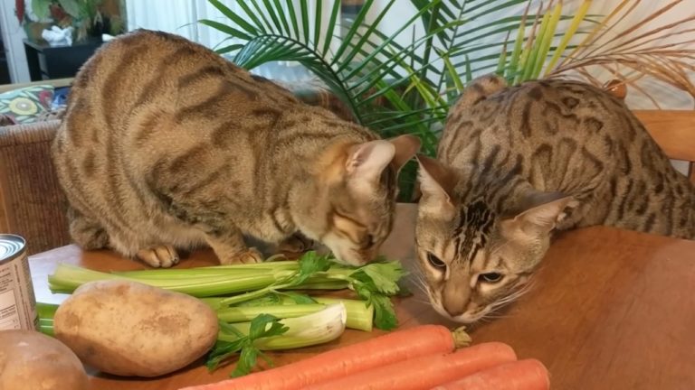 begnal-cats-playing-with-celery