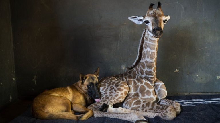 dog-and-giraffe1