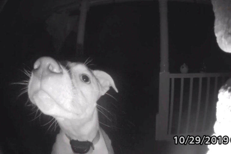 dog-rings-doorbell-cover