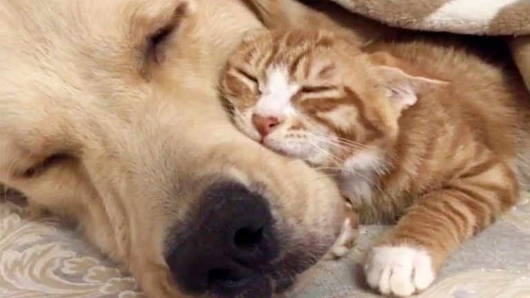 golden-retriever-and-ginger-kitten