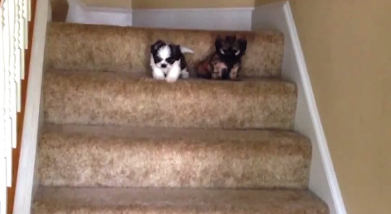 puppies-on-stairs