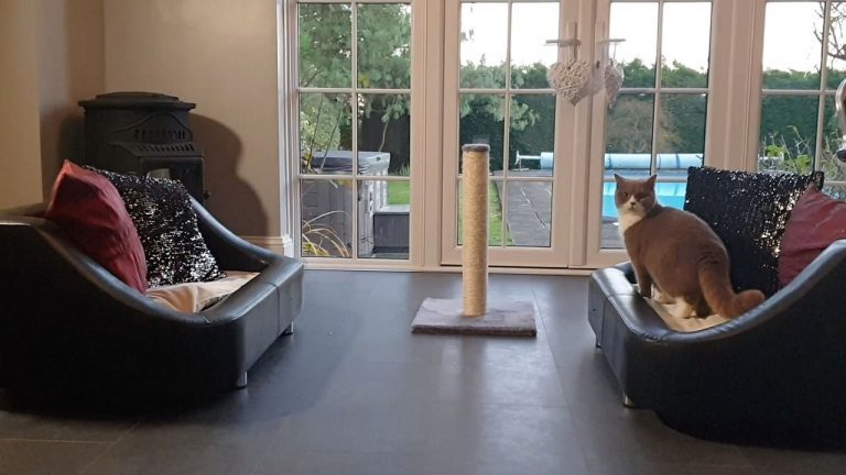cat-hotel