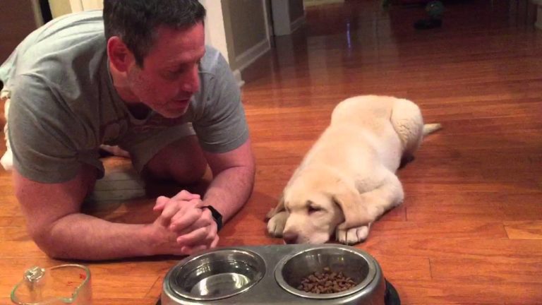 dogs-praying-before-eating