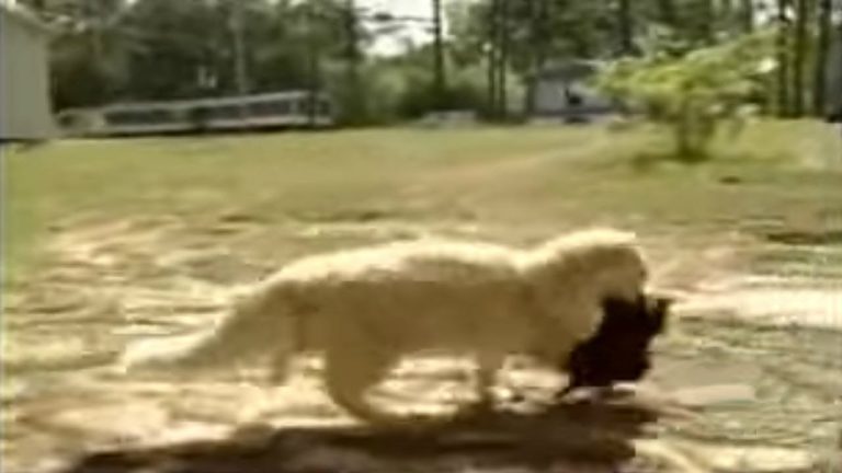 cat-kidnapped-puppies-for-surprising-reason