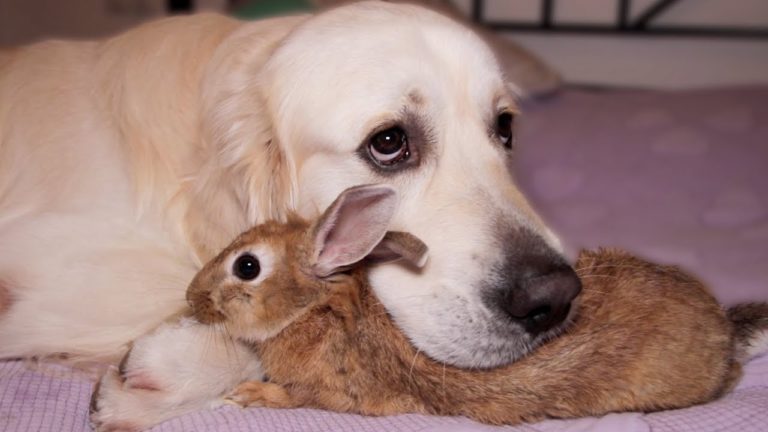 dogs-hugs-a-rabbit