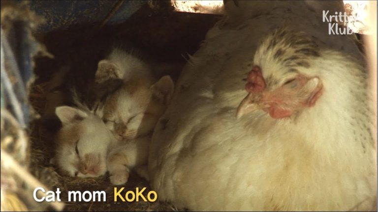 hen-and-kittens