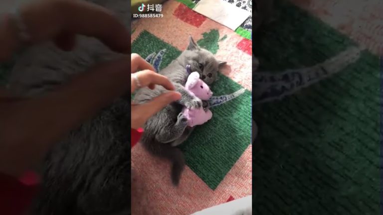 kittens toy