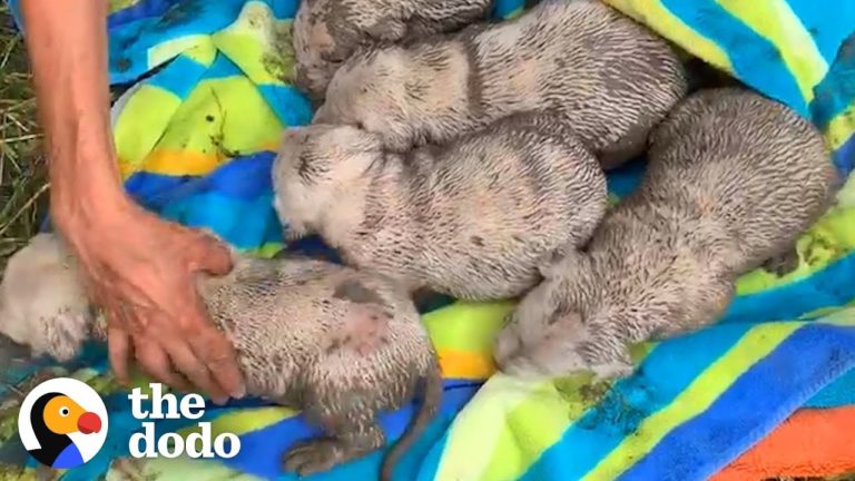 look-on-mama-dogs-face-when-babies-are-safe