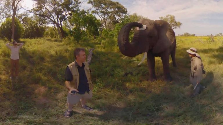 elephant-steals-hat-to-put-on-own-head