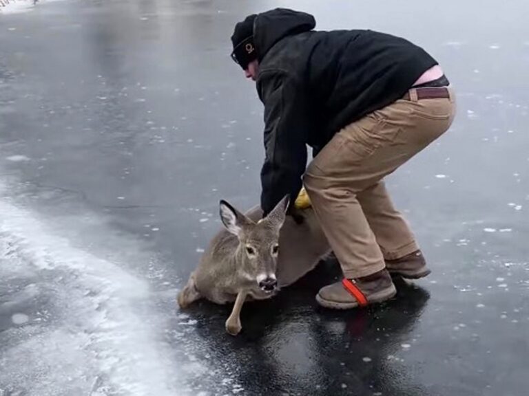 man-rescues-deer-from-ice