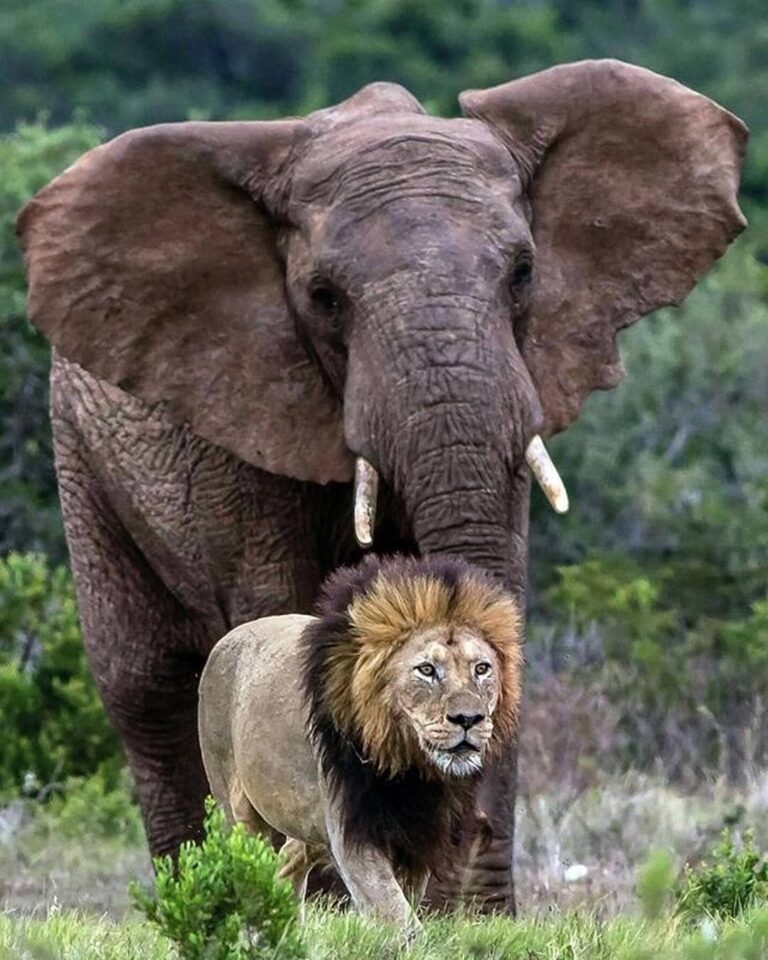 lion-and-elephant