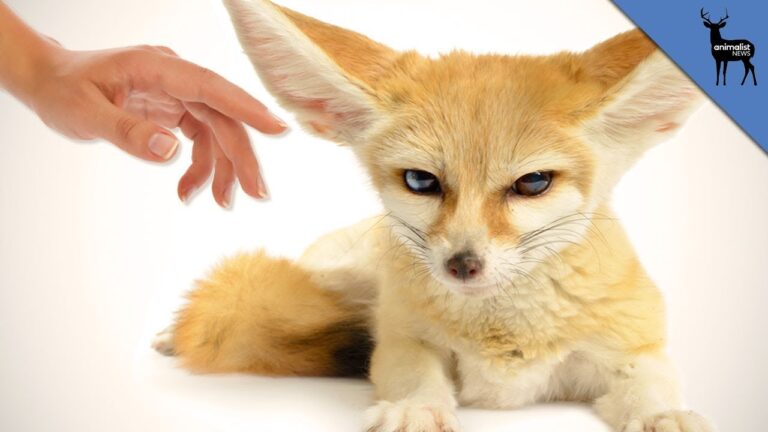 fennec-fox