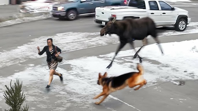 60 animal heroes