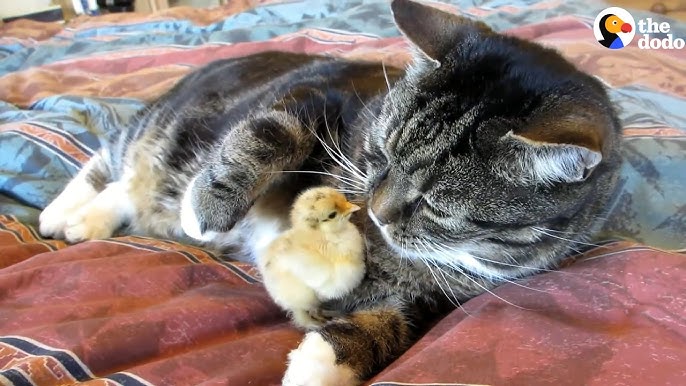 cat adopts baby chicks