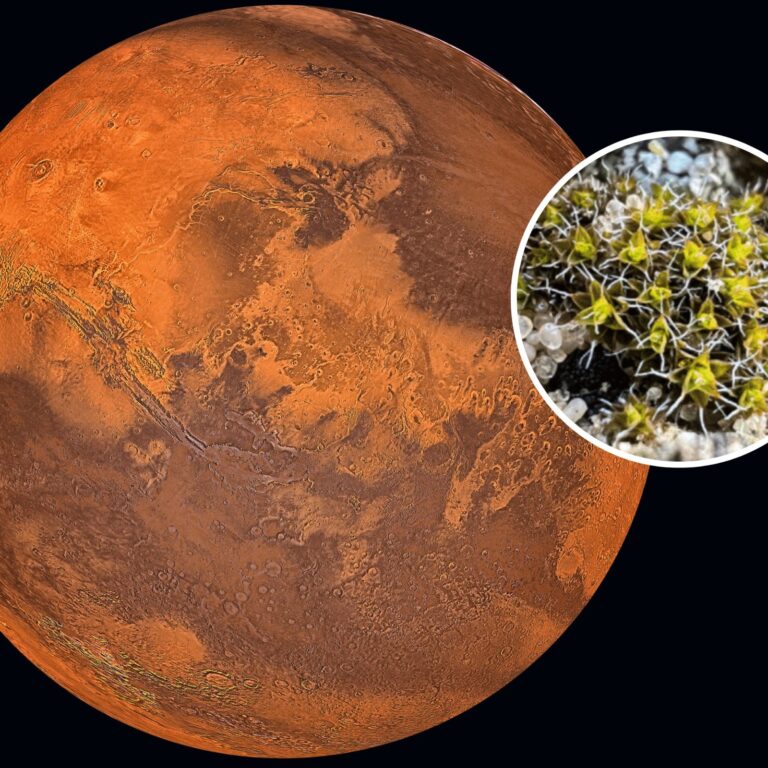 desert moss on Mars