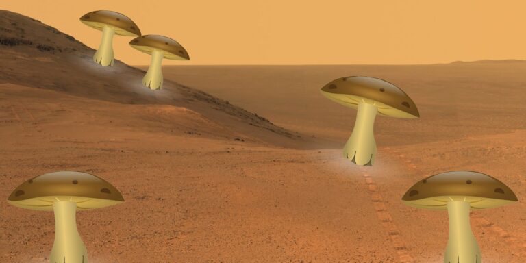 fungus on mars1