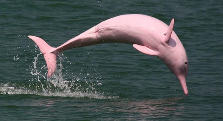 pink dolphin louisiana