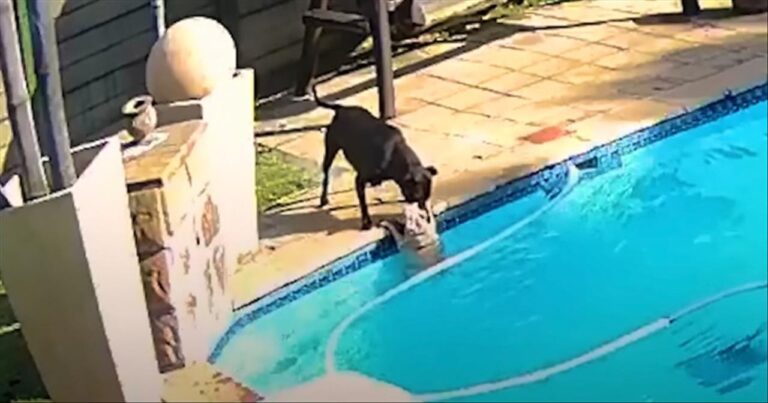 hero saves dog from drowning