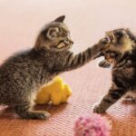 20 minutes of adorable kittens