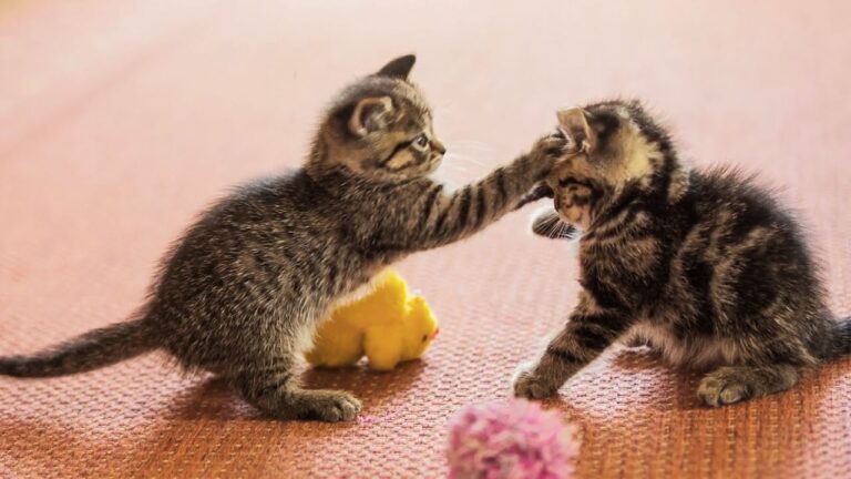20 minutes of adorable kittens