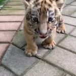 cute baby animals dfdfdfdd