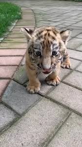 cute baby animals dfdfdfdd