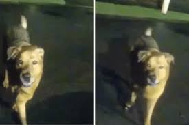 dogs leads police to rescue grandma