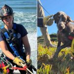 san francisco dog rescued after clinging to side of cliff