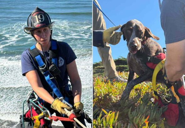 san francisco dog rescued after clinging to side of cliff