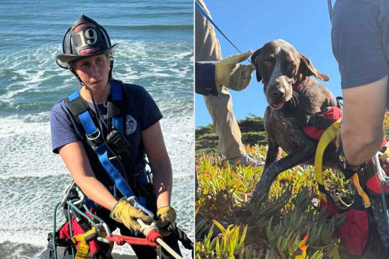 san francisco dog rescued after clinging to side of cliff