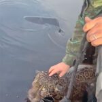 wounded jaguar brazil