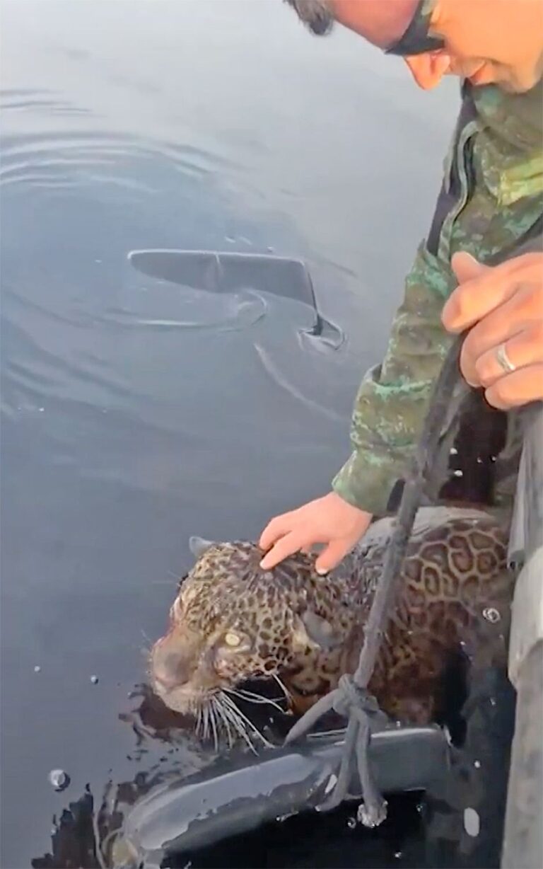 wounded jaguar brazil
